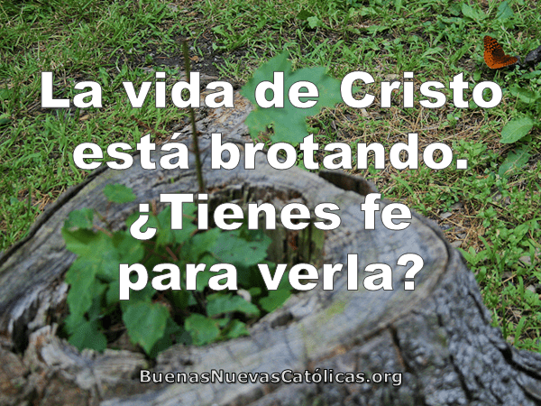 La vida de Cristo está brotando.