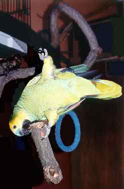 parrot